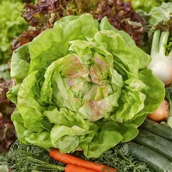 Zelena salata majska kraljica - seme 5 kesica Villager 011318