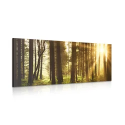 Slika gozd obsijan s soncem - 80x40