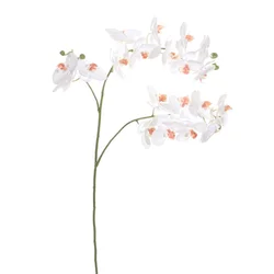 Shishi Orhideja (Phalaenopsis) bela, 87 cm