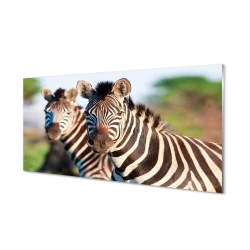 tulup.si Steklena slika Zebra 125x50 cm 2 obešalnika