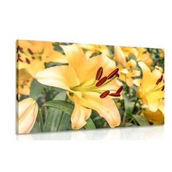 Slika rumena lilija - 60x40