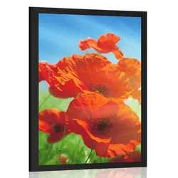 Plakat mak na travniku - 40x60 no frame