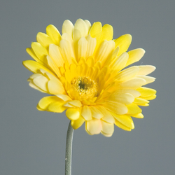 Gerbera rumena 56 cm