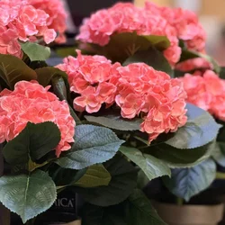 Hortenzija pink veštačka u saksiji h40xd35cm dsy 8