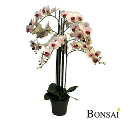 Orhideja belo- roza aranžma RT 110 cm - 101 do 150 cm