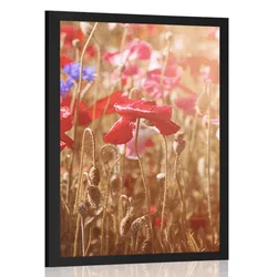 Plakat mak obsijan s soncem - 40x60 white