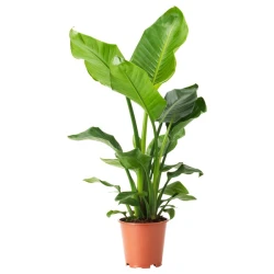 STRELITZIA Biljka u saksiji, rajska ptica, 19 cm