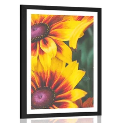 Plakat s paspartujem atrakvitne dvobarvne rože - 40x60 silver