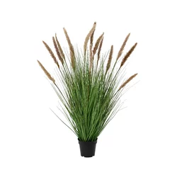 Ukrasna veštačka biljka Pampas u saksiji