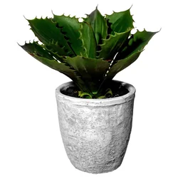 Veštačka Biljka Echeveria