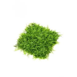 EMERALD Zidna dekoracija Zeleni zid 3D Juniperus, 50x50cm