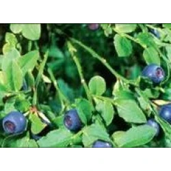Institut Josif Pančić Čaj borovnica list, 50g