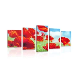 5-delna slika mak na travniku - 200x100