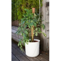 Windhager potporna šipka kokos 80 cm ( WH 05662 )
