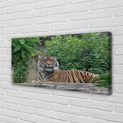 tulup.si Slika na platnu Tiger woods 120x60 cm