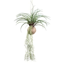 Veštačka Biljka Tilandsia Stricta