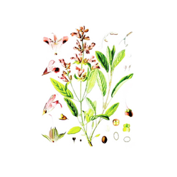 Žalfija (Salvia officinalis), 100g