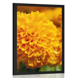 Plakat rumena žametnica - 40x60 no frame