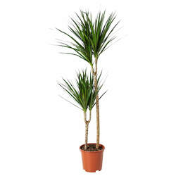 DRACAENA MARGINATA Biljka u saksiji, zmajevo drvo/2 stabljike, 19 cm