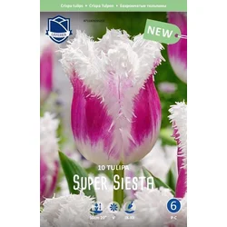 Čebulice tulipan Super Siesta, 10 kosov