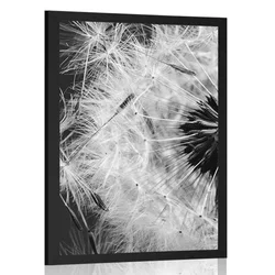 Plakat semena regrata v črnobeli varianti - 20x30 black