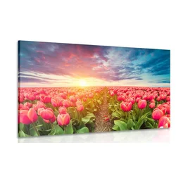 Slika sončni vzhod nad travnikom s tulipani - 120x80