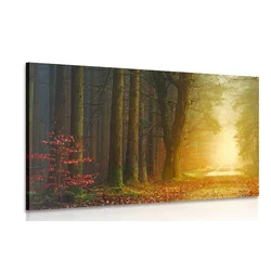 Slika gozdna pot - 30x20