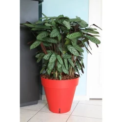 Plant pot Riviera Red