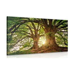 Slika veličastna drevesa - 60x40