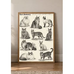 Plakat 21x30 cm Pasme in sorte domačih mačk, starinski atlas mačk A4
