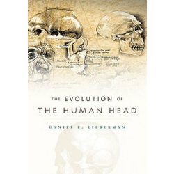 Evolution of the Human Head