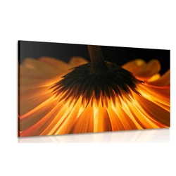 Slika gerbera na temnem ozadju - 30x20