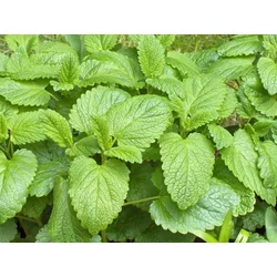 CITRONSKA MELISA 1gr