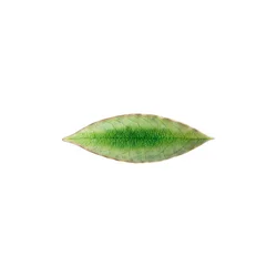 Komplet krožnikov Costa Nova Riviera Laurel 18 cm 6-pack