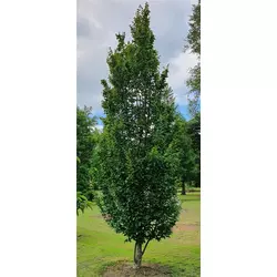 CARPINUS BETULUS FASTIGIATA, STEBRASTI GABER