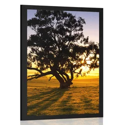 Plakat samotno drevo ob sončnem zahodu - 40x60 black