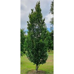 CARPINUS BET. FASTIGIATA V LONCU 150lit v300-350cm