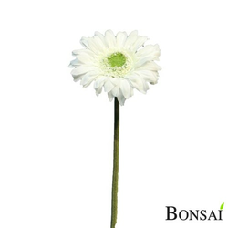 Gerbera bela 63 cm - bela - 50 do 75 cm