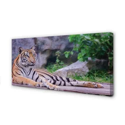 tulup.si Slika na platnu Tiger v živalskem vrtu 140x70 cm