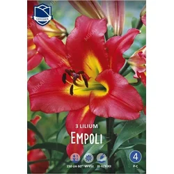 Čebulice lilija Empoli, 3 kosi