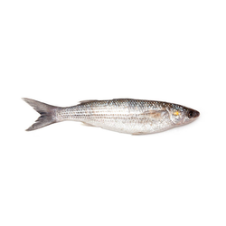 Cipelj, neočiščen, 200-500 g, svež