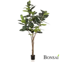 Fikus elastica drevo 210 cm - 181-210