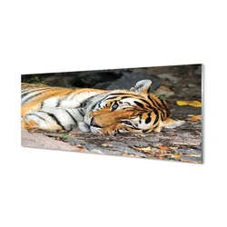 tulup.si Slika na akrilnem steklu Leži tiger 140x70 cm 2 obešalnika