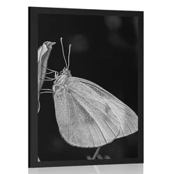 Plakat metulj na cvetu - 40x60 black