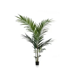 Kentija palma 150 cm - Kentia - 101 do 150 cm