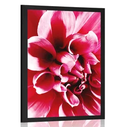 Plakat cvet vrtnice - 30x45 white