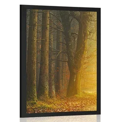 Plakat pot v gozdu - 40x60 no frame