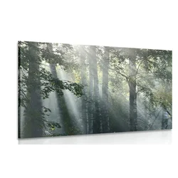 Slika sončni žarki v meglenem gozdu - 60x40