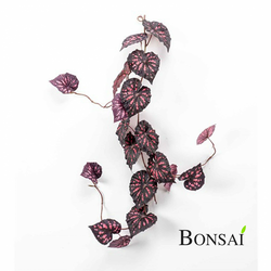 Begonija plezalka 115 cm - 101 do 150 cm