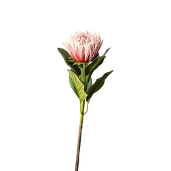 PROTEA